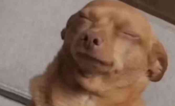Me pretending to feel your pain before telling you that I'm also using my help 😒 | MirrorLog